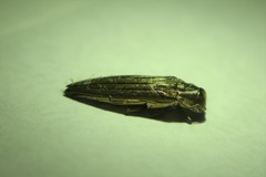 Agrilus macer