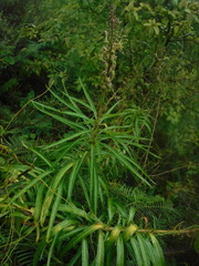Lobelia salicina
