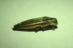 Agrilus macer
