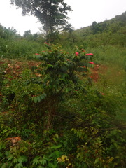Magnoliopsida