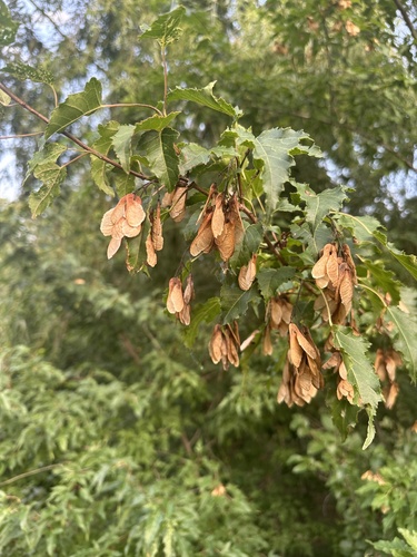 Amur Maple