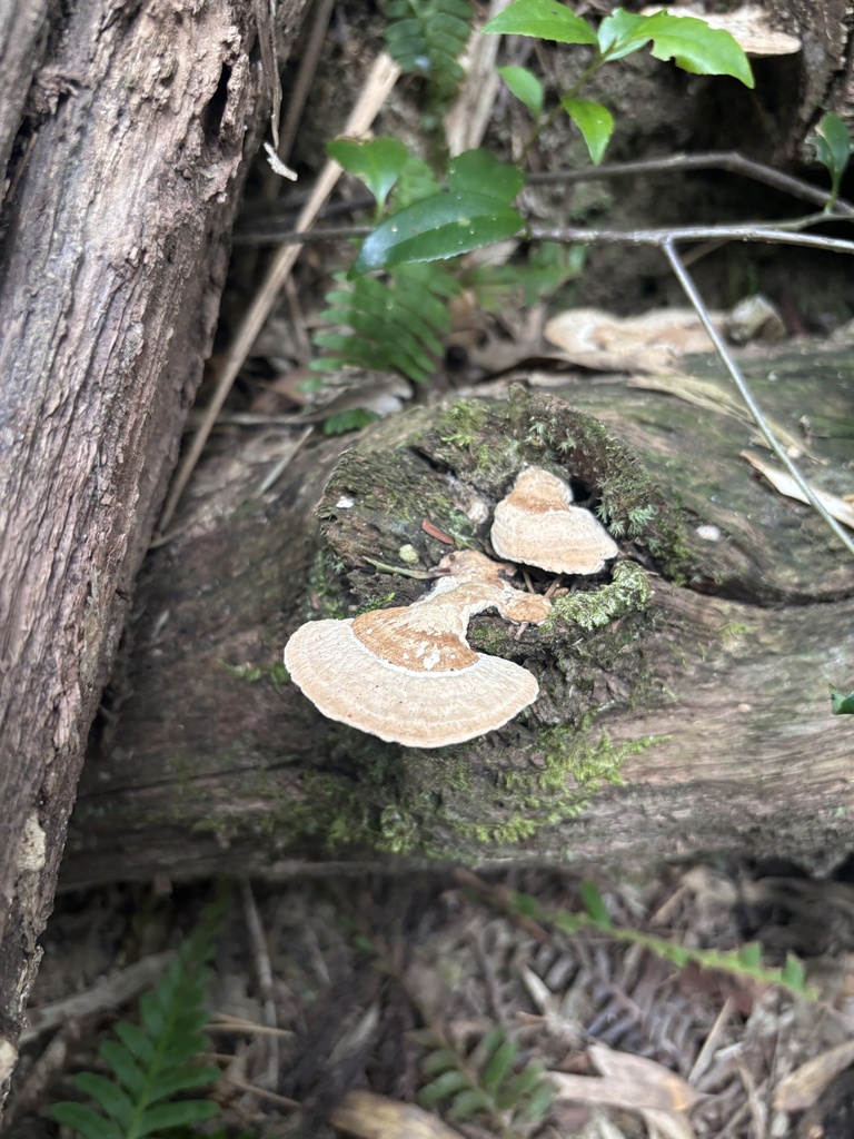 Fomitopsis dickinsii · August 2024 · photo: © networkentity (iNaturalist, cc-by)