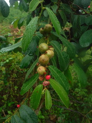 Magnoliopsida