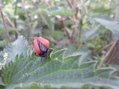 Pyrochroa serraticornis