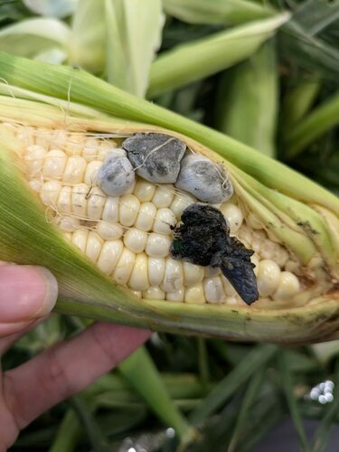 Corn Smut (Mycosarcoma maydis)