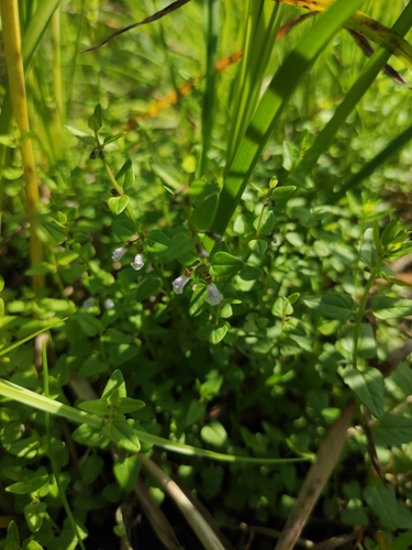 Delicate skullcap (Scutellaria dependens)