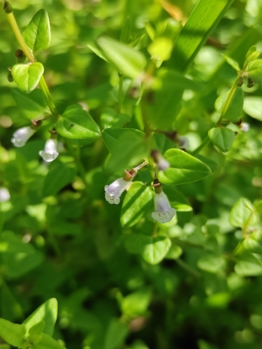 Image of Scutellaria dependens by (c) Юлия, some rights reserved (CC BY)