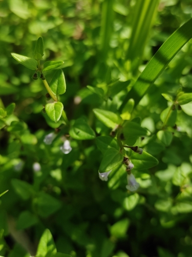 Image of Scutellaria dependens by (c) Юлия, some rights reserved (CC BY)