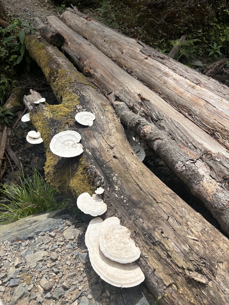 Trametes elegans · August 2024 · photo: © networkentity (iNaturalist, cc-by)
