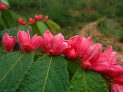 Magnoliopsida