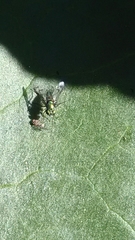 Condylostylus occidentalis