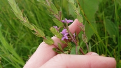 Lythrum alatum alatum