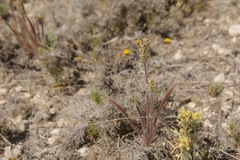 Plantago helleri