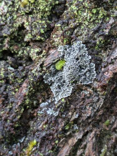 Parmeliella thriptophylla, 2024-08-16
