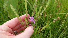 Lythrum alatum alatum