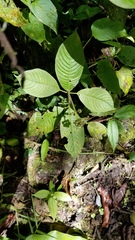 Palicourea pilosa