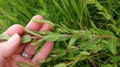 Lythrum alatum alatum