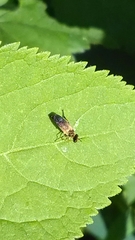 Eudioctria sackeni