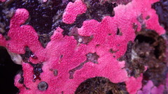 Stylantheca papillosa