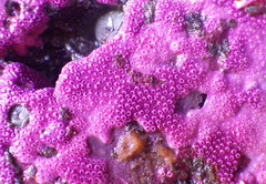 Stylantheca papillosa