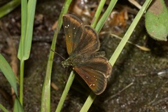 Piruna pirus
