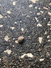 Bradybaena similaris image