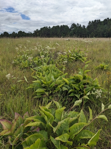 Parthenium integrifolium