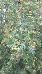 Crataegus