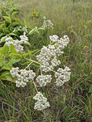 Parthenium integrifolium