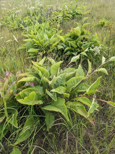 Parthenium integrifolium
