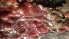Eusyllis