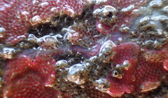 Eusyllis