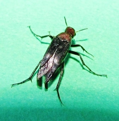 Macrosiagon pectinata