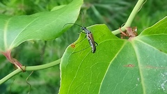 Strangalia acuminata