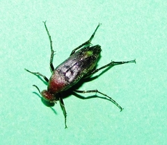 Macrosiagon pectinata
