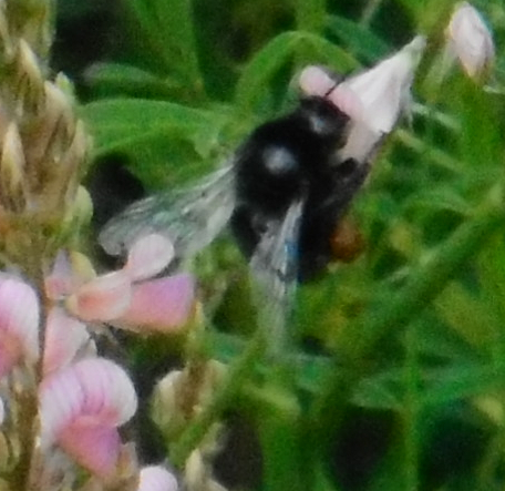 Apple Bumblebee