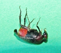 Macrosiagon pectinata