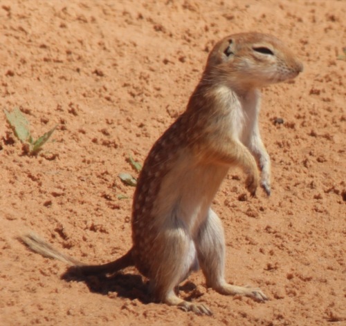Rio Grande Ground Squirrel