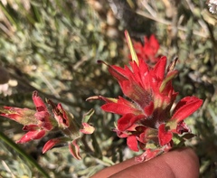 Castilleja chromosa