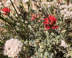 Castilleja chromosa