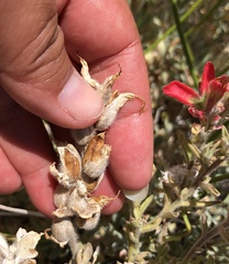 Castilleja chromosa