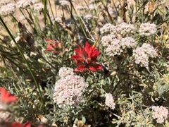 Castilleja chromosa