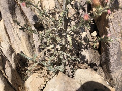 Cirsium arizonicum