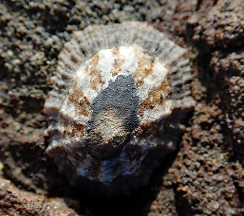 Cellana ornata