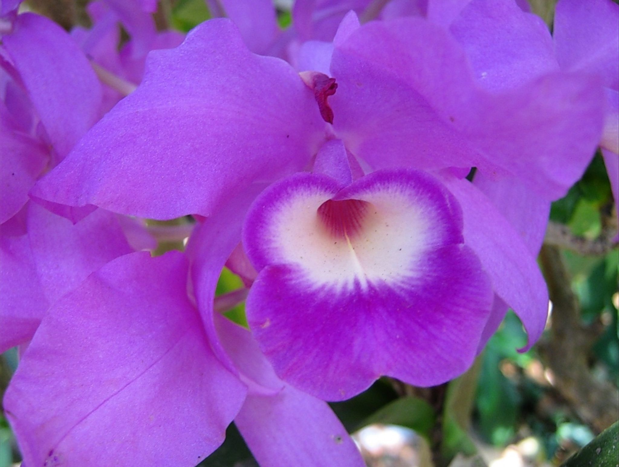 Guarianthe