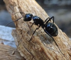 Camponotus laevissimus
