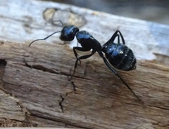 Camponotus laevissimus