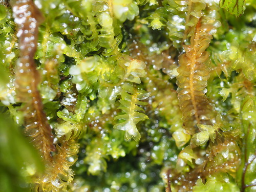 Bazzania emarginata observed 2024-08-16