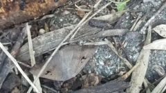 Panopoda