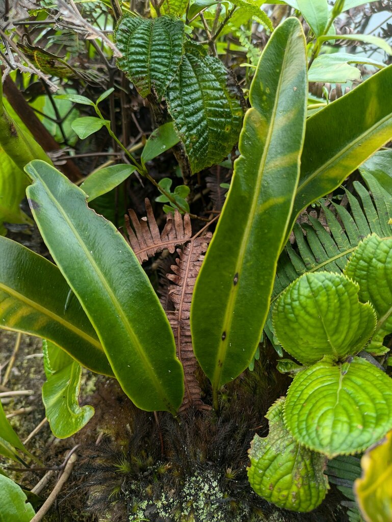 Elaphoglossum crassifolium